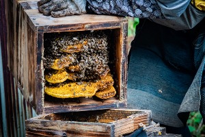 二ホンミツバチ養蜂の冬 〜春の分蜂群入居を目指して〜［お土産付き］