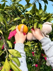 プチ柑橘農家体験－清見の収穫体験＆清見の生搾りジュース作りー