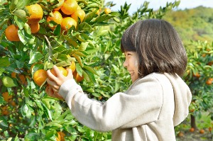 贅沢みかん狩り［Dining海のランチと亀ヶ池温泉入浴券付き］