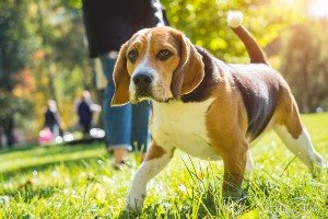 愛犬と行く！佐田岬お散歩フォトラリー